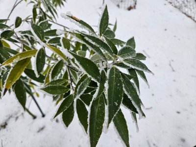 Quercus myrsinifolia dub bambusový